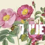 Festa e ditëlindjes së Shtatëmbëdhjetë / Shtatëmbëdhjetë’s Birthday Celebration